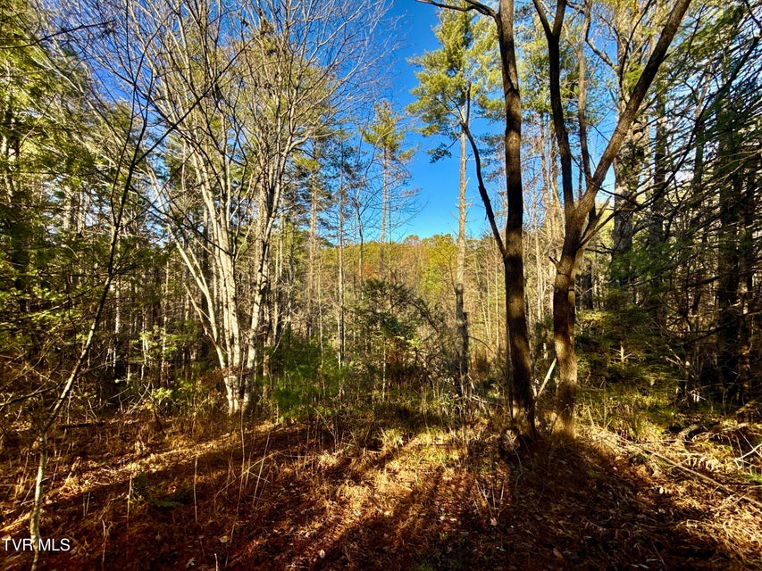 Photo #6: 25.72/Ac Tbd Rollins Road