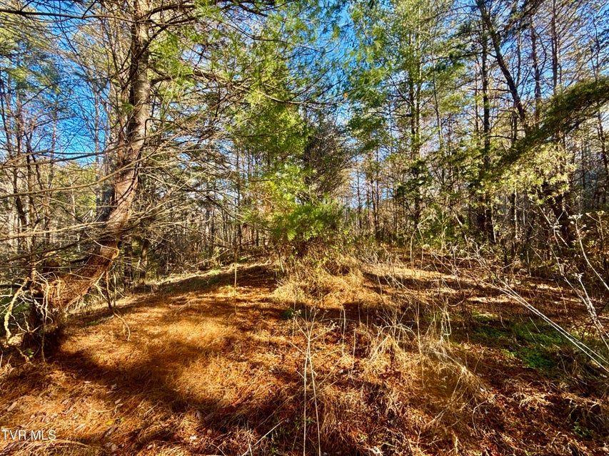 Photo #7: 25.72/Ac Tbd Rollins Road