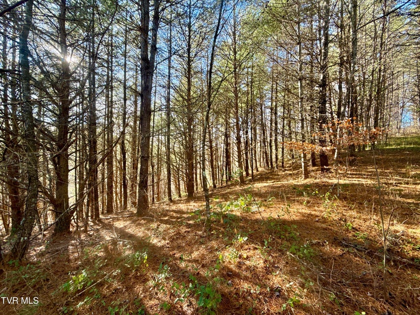 Photo #8: 25.72/Ac Tbd Rollins Road