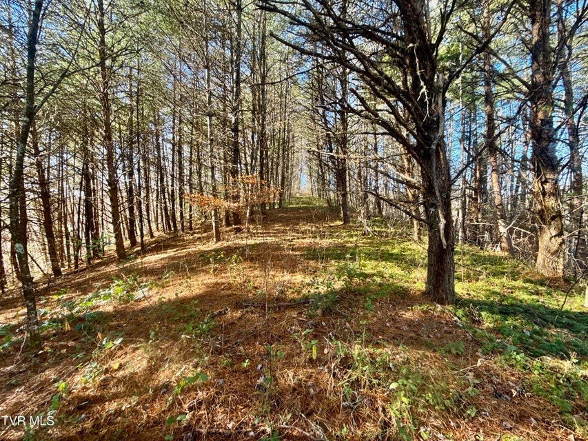 Photo #9: 25.72/Ac Tbd Rollins Road