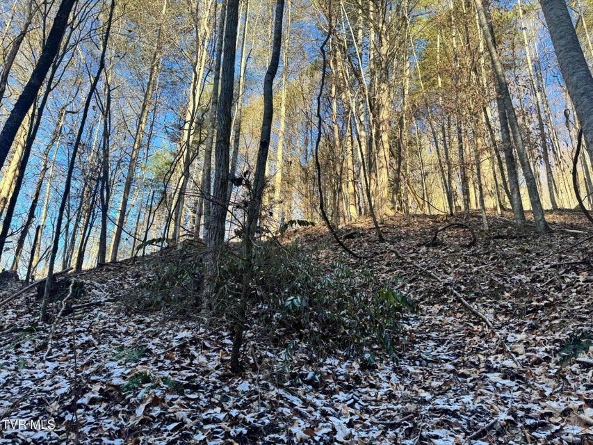 Photo #7: 0 Clear Branch Road