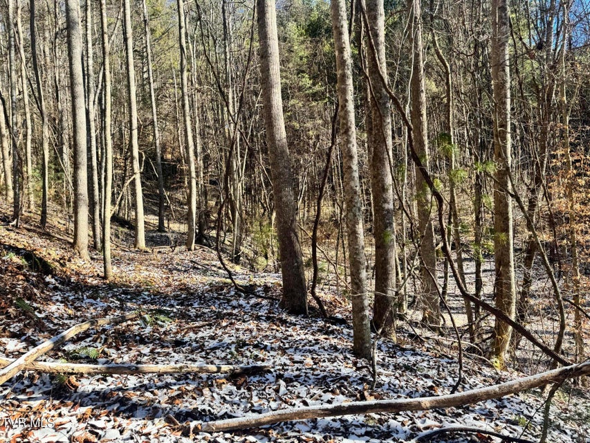 Photo #10: 0 Clear Branch Road