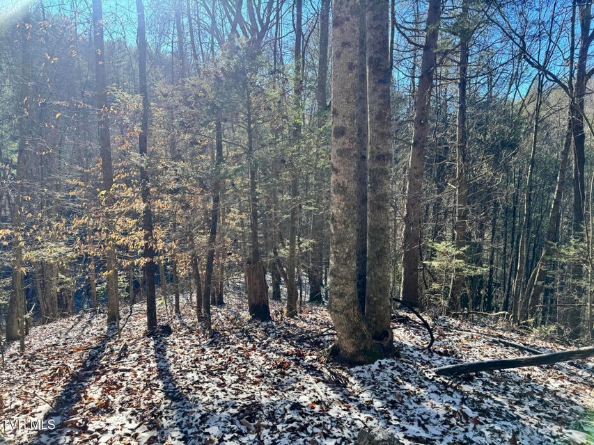 Photo #14: 0 Clear Branch Road