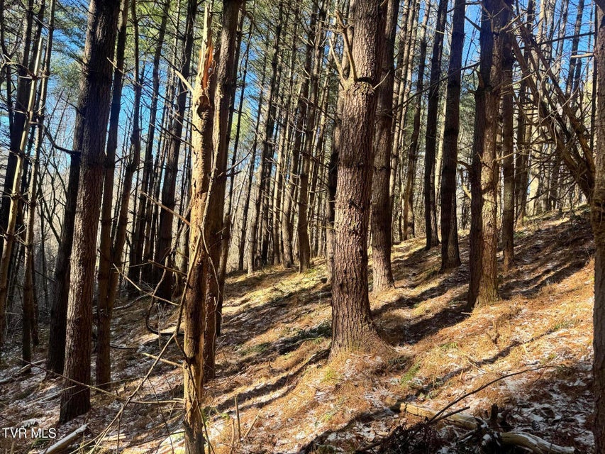 Photo #21: 0 Clear Branch Road