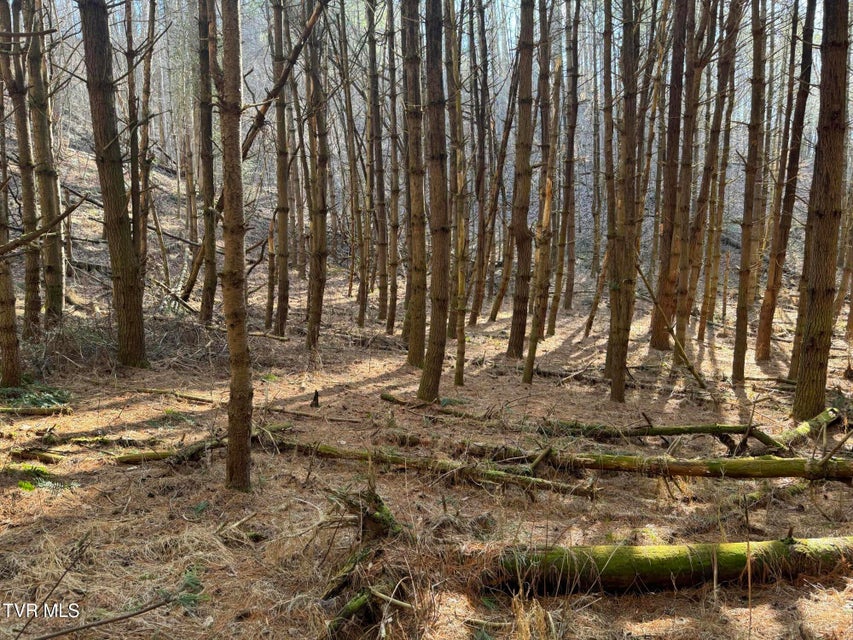 Photo #43: 0 Clear Branch Road