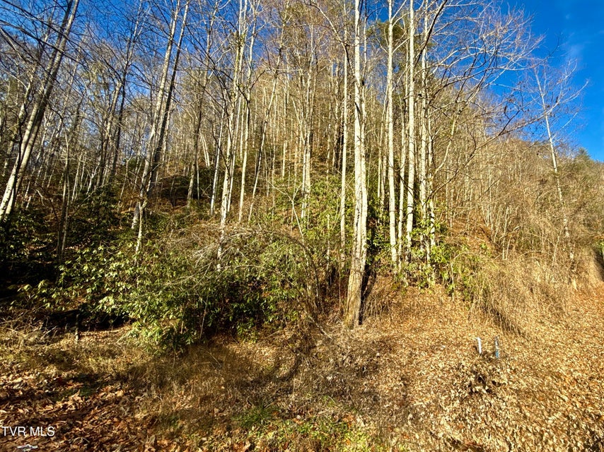 Photo #5: 4.31/Ac Big Creek Road