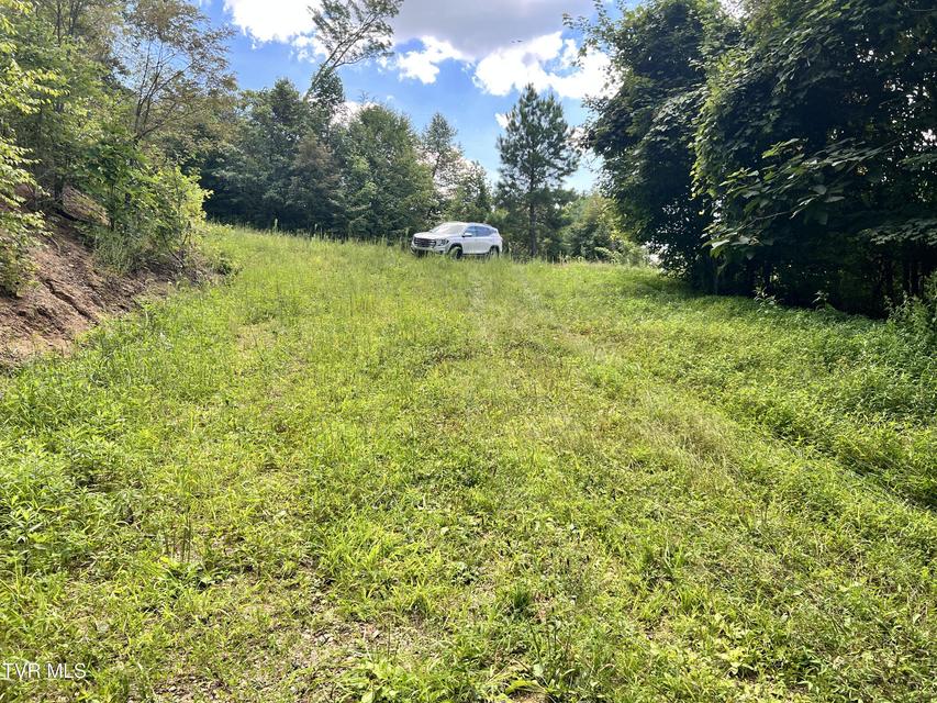 Photo #7: Tbd Tulip Poplar Trail Extension 