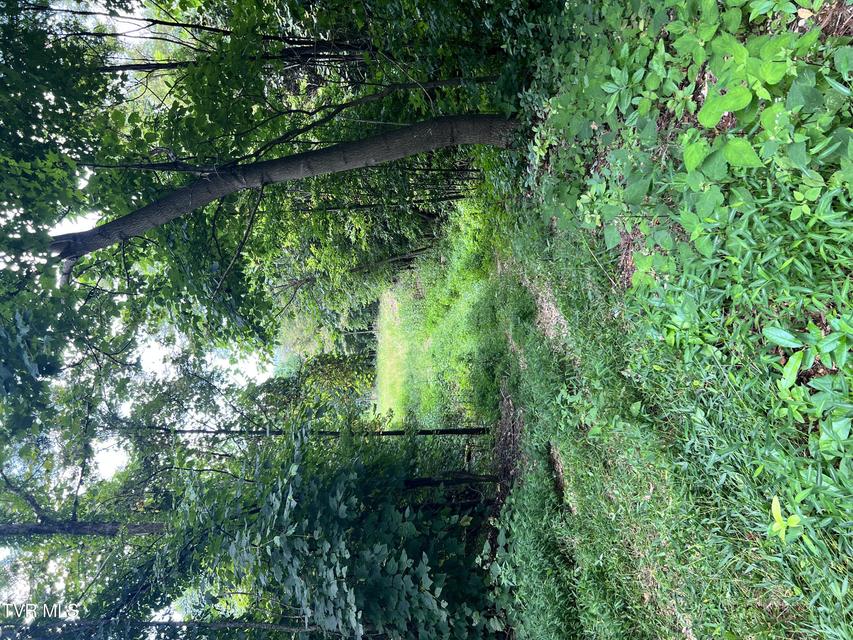 Photo #8: Tbd Tulip Poplar Trail Extension 