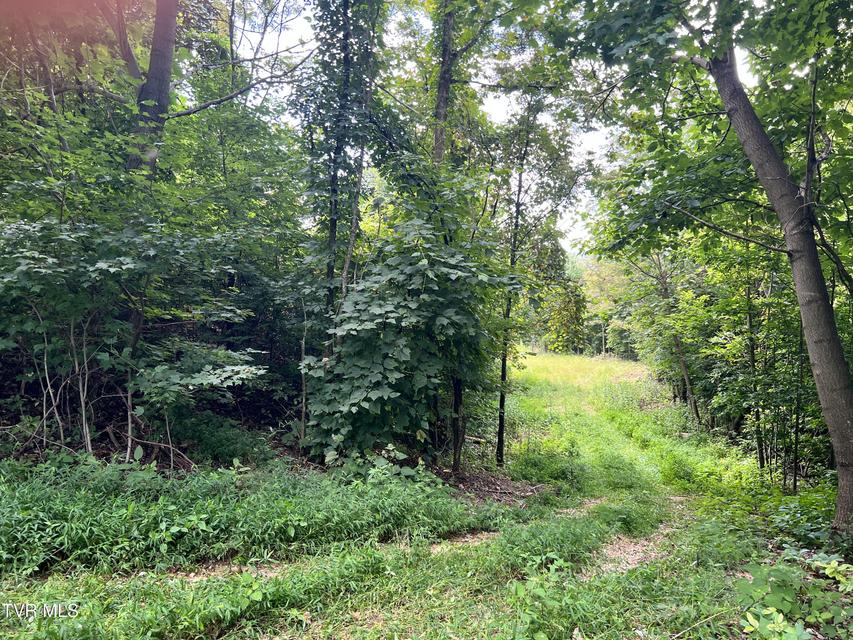 Photo #11: Tbd Tulip Poplar Trail Extension 