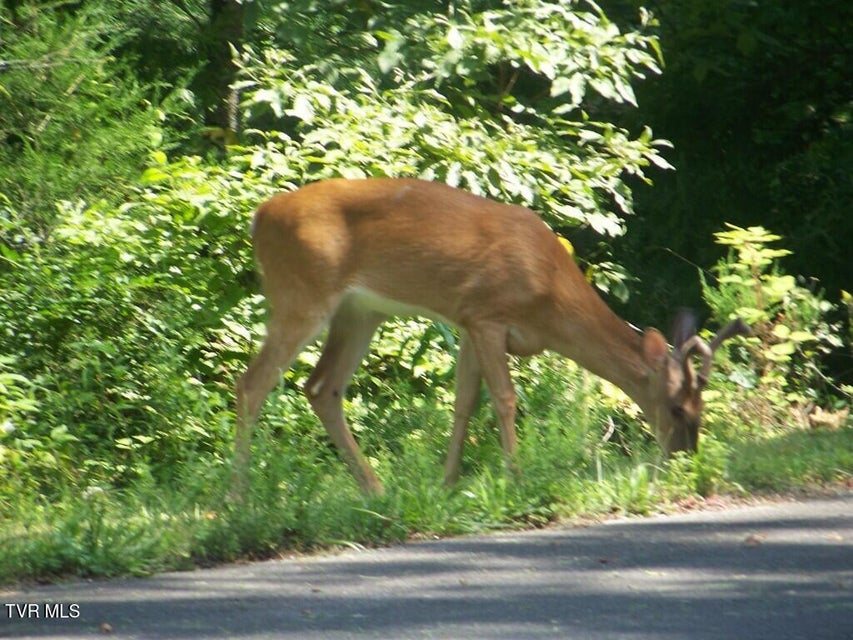 Photo #31: 374 Chelaque Way