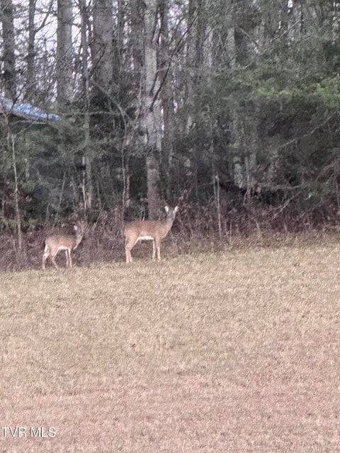 Photo #49: 120 Ervin Loop