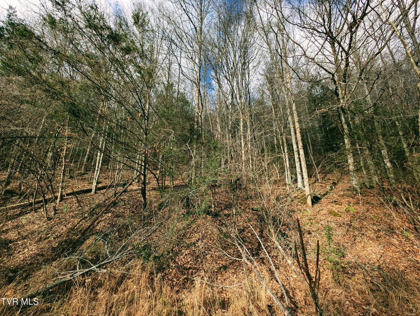 Photo #9: Tbd Rockhouse Road