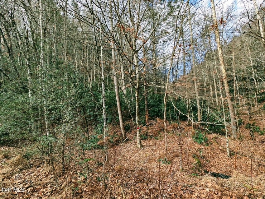 Photo #15: Tbd Rockhouse Road