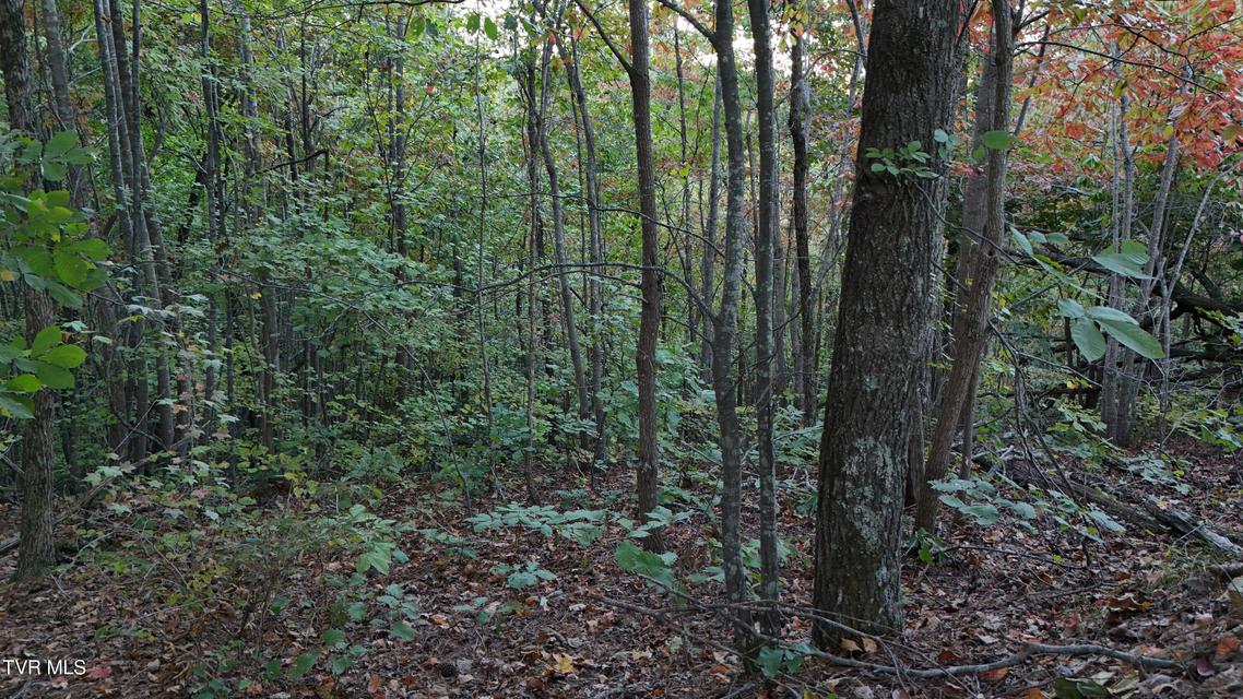 Photo #20: 0 Ward Hill Road