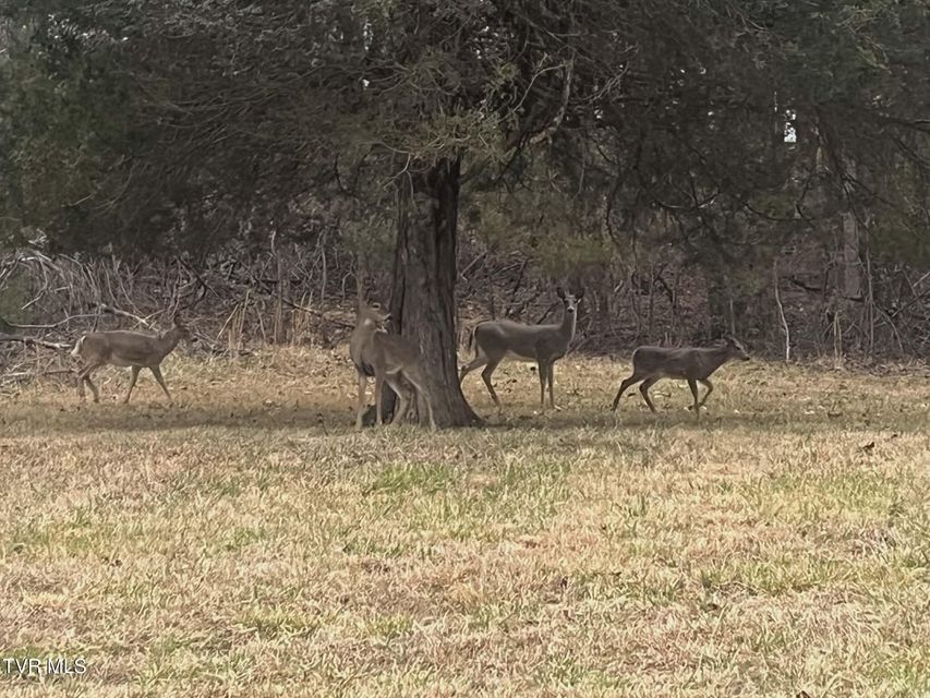 Photo #43: 259 Adams Street