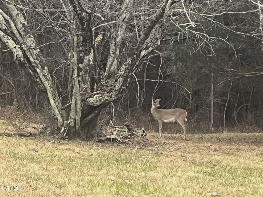 Photo #44: 259 Adams Street