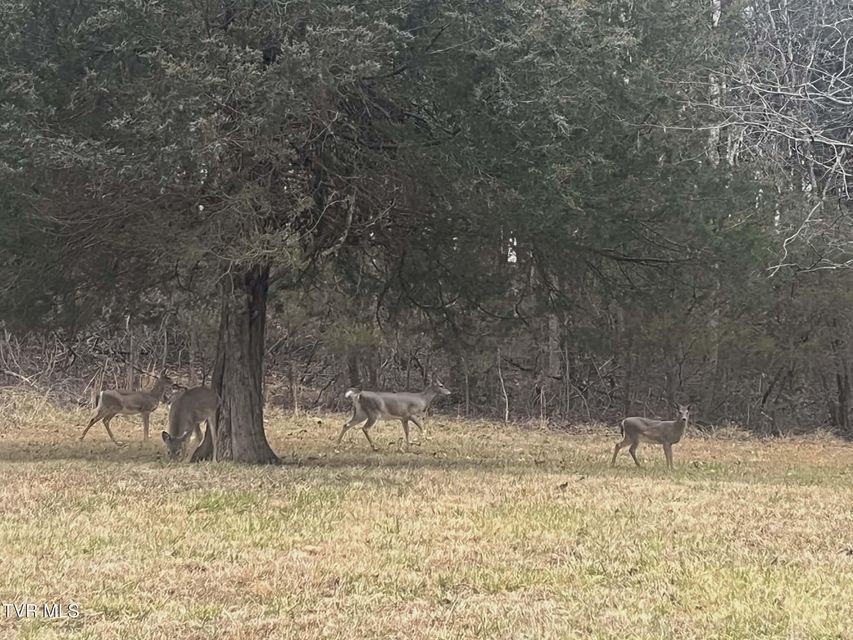 Photo #45: 259 Adams Street