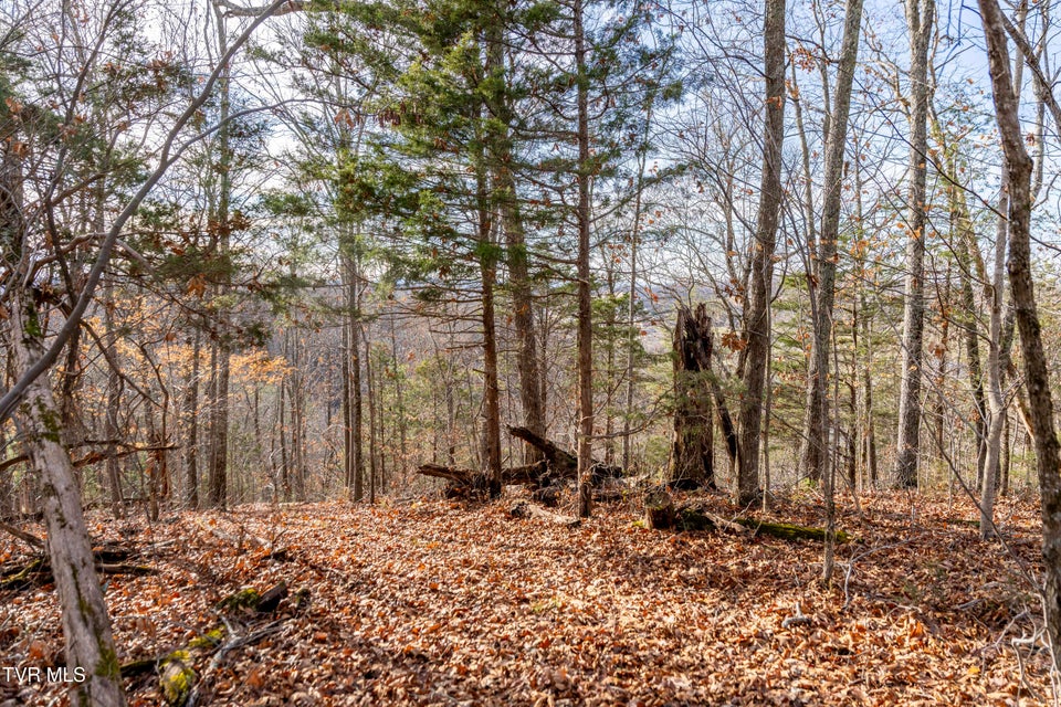 Photo #24: 355 Austin Springs Road