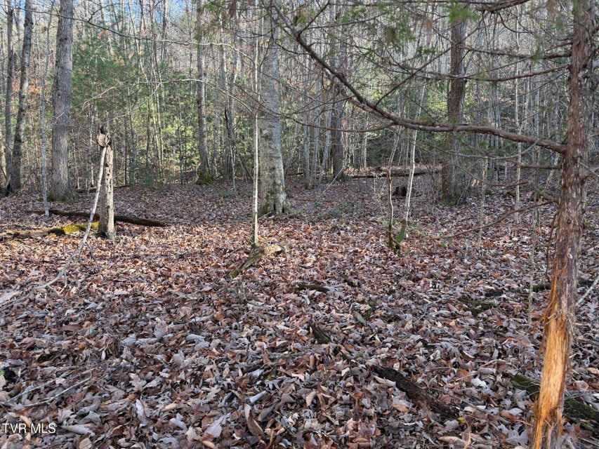 Photo #14: 208 Sycamore Street