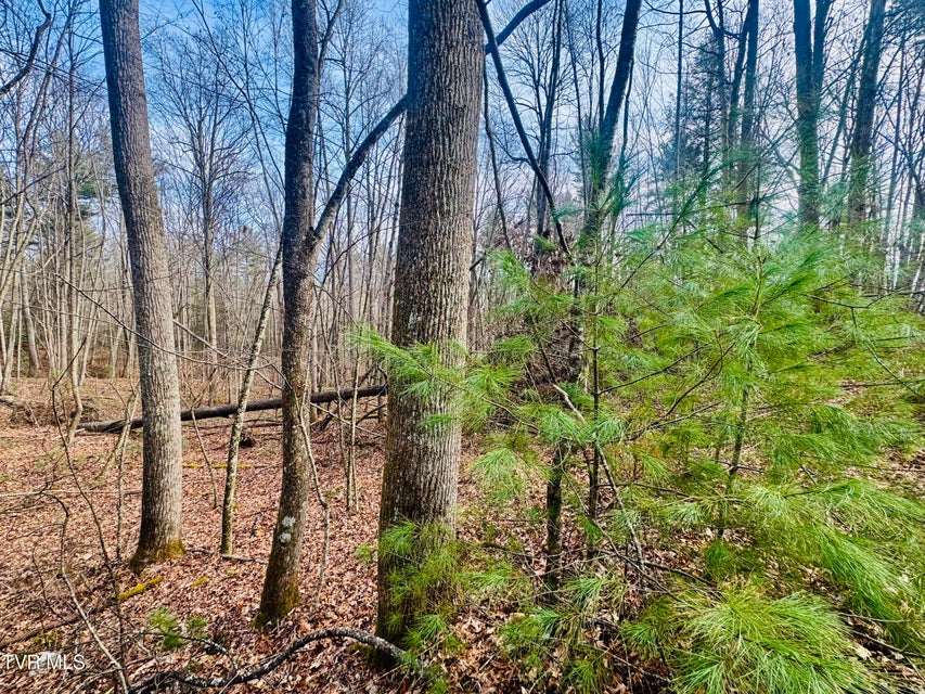 Photo #15: Tbd Black Bear Drive