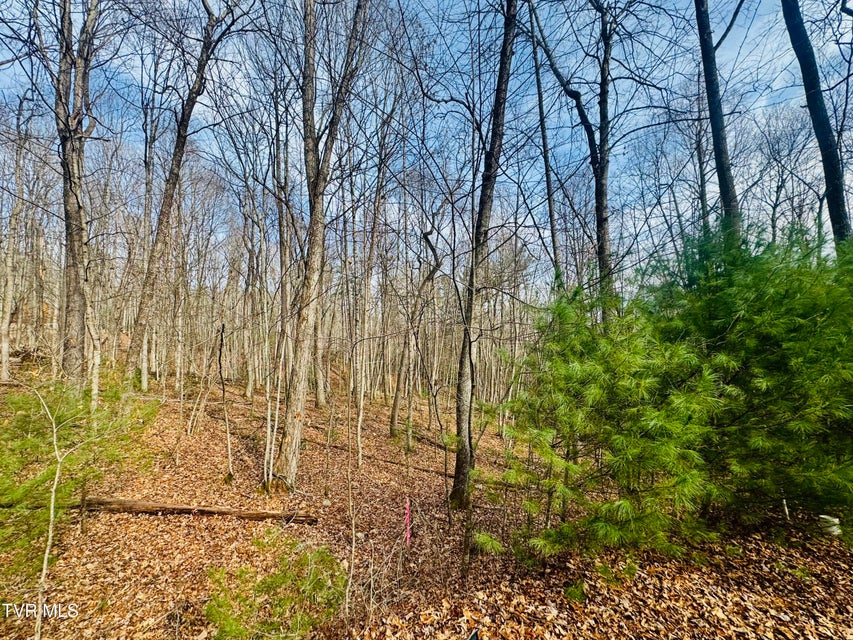 Photo #16: Tbd Black Bear Drive