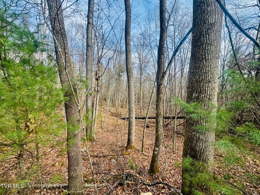 Photo #17: Tbd Black Bear Drive