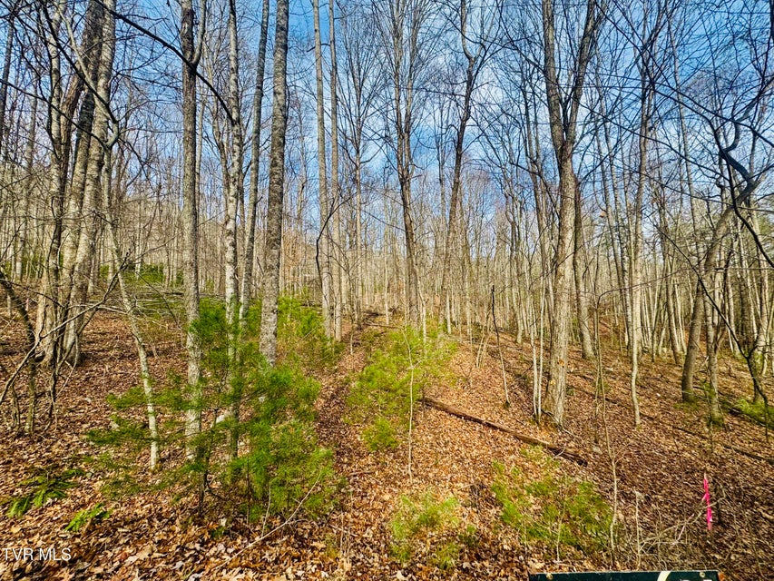 Photo #19: Tbd Black Bear Drive