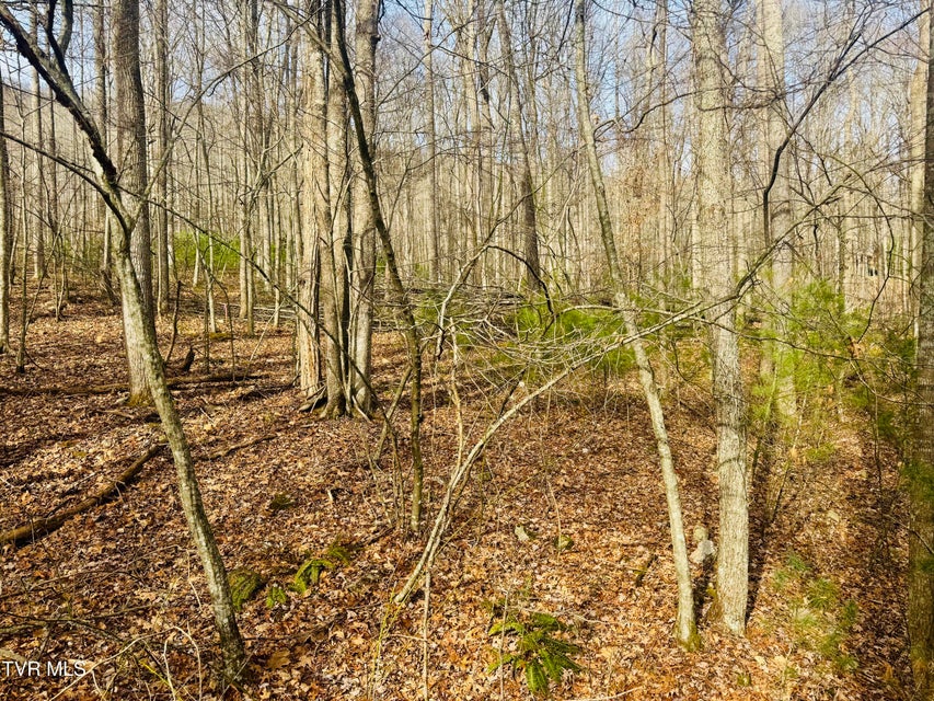 Photo #20: Tbd Black Bear Drive