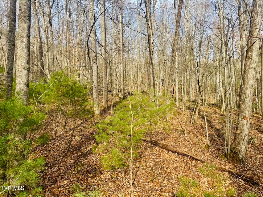 Photo #22: Tbd Black Bear Drive