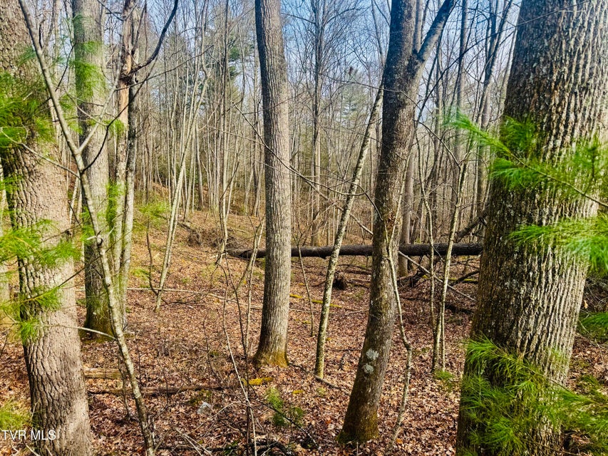 Photo #23: Tbd Black Bear Drive