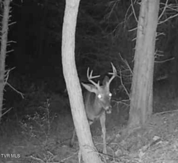 Photo #15: 3005 Long Hollow Road