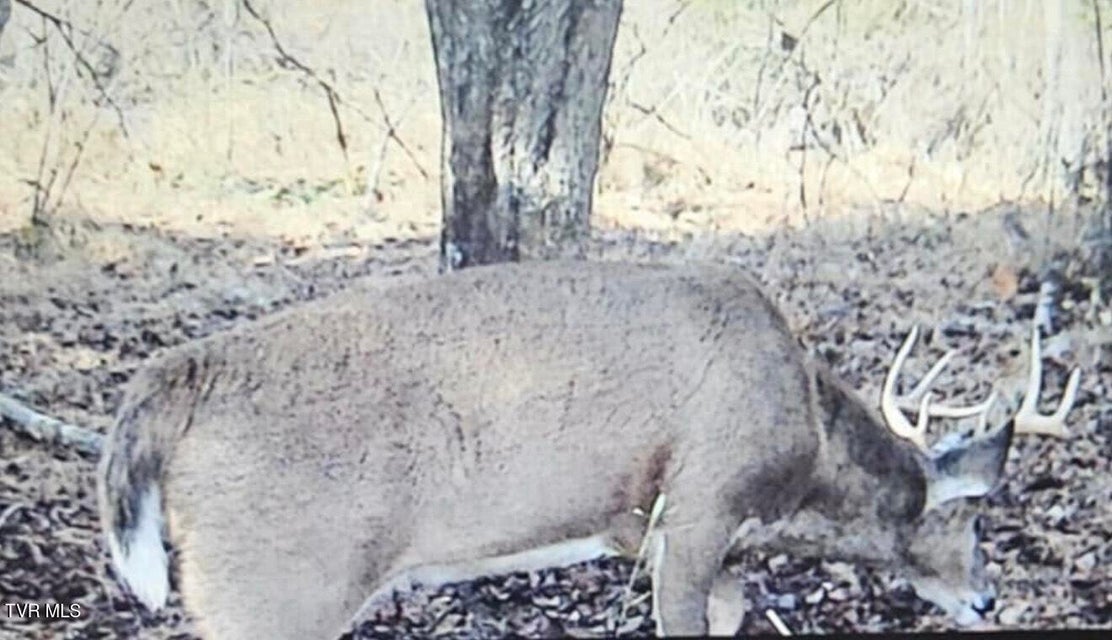 Photo #16: 3005 Long Hollow Road