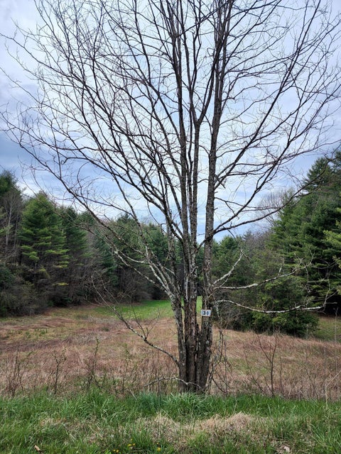Photo #4: Tbd Lot 30 Laurel Way