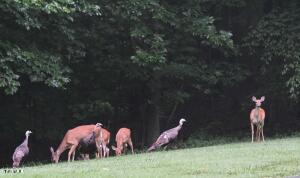 Photo #60: 379 Hideaway Farm Road 