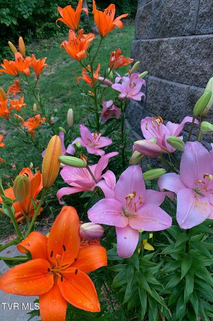 Photo #85: 520 Highway 93 