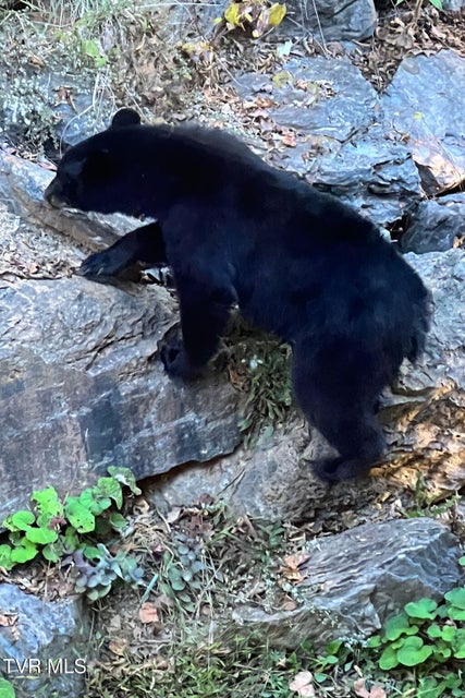 Photo #84: 520 Highway 93 