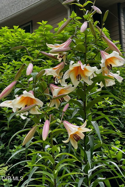 Photo #83: 520 Highway 93 