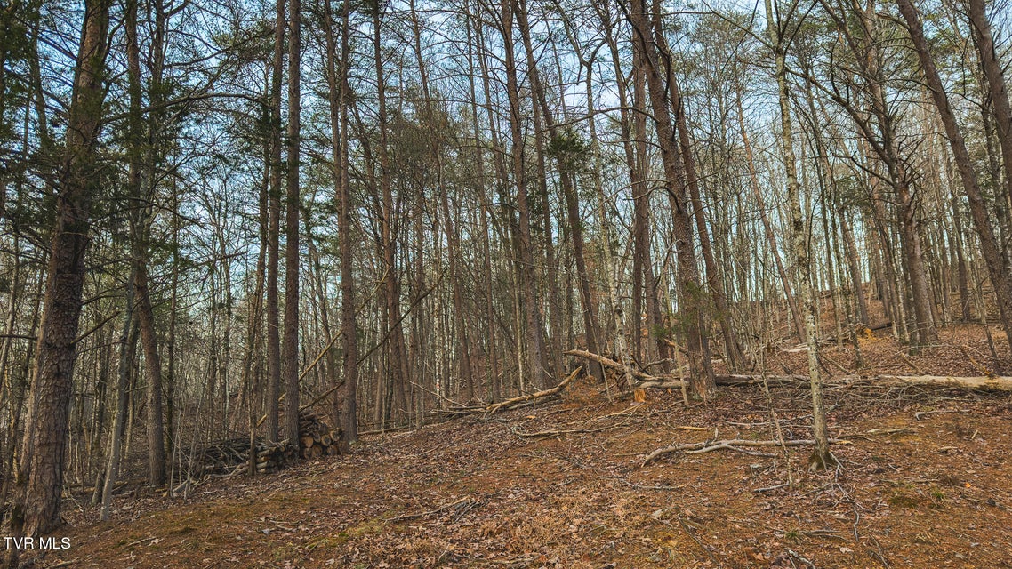 Photo #26: 1655 Lester Whitt Road