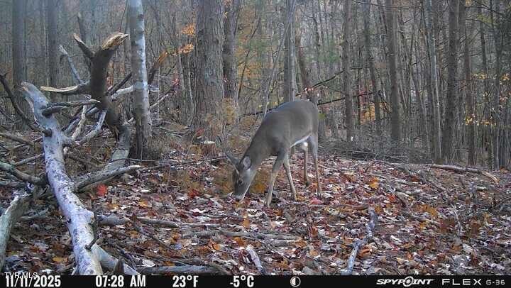 Photo #36: 1655 Lester Whitt Road