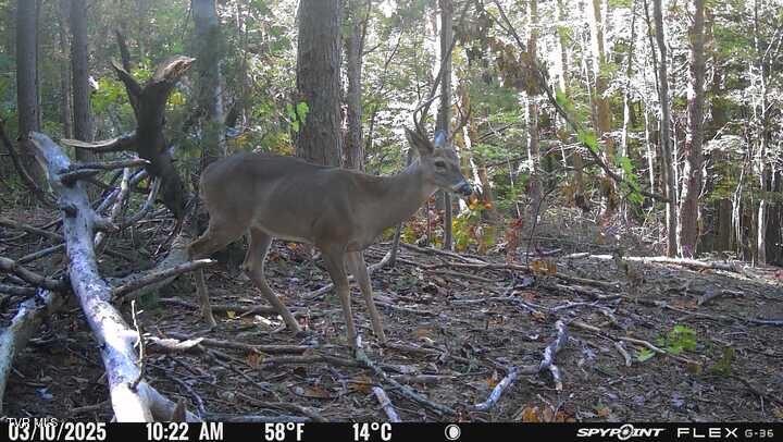 Photo #37: 1655 Lester Whitt Road