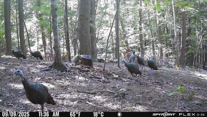 Photo #38: 1655 Lester Whitt Road