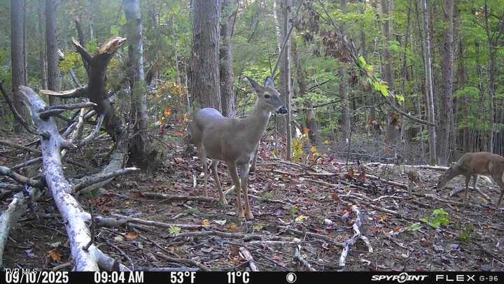 Photo #40: 1655 Lester Whitt Road