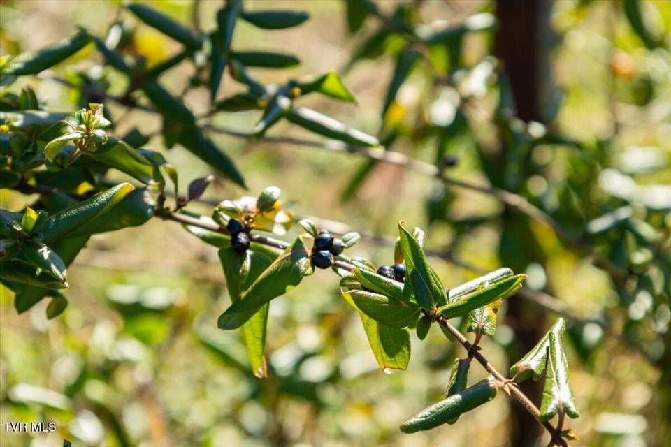 Photo #45: 704 River Road