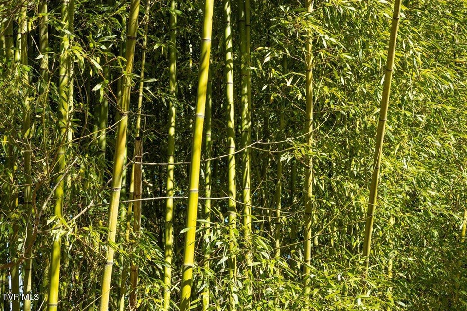 Photo #46: 704 River Road