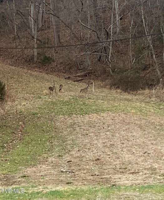 Photo #55: 177 Helton Hollow Rd Road