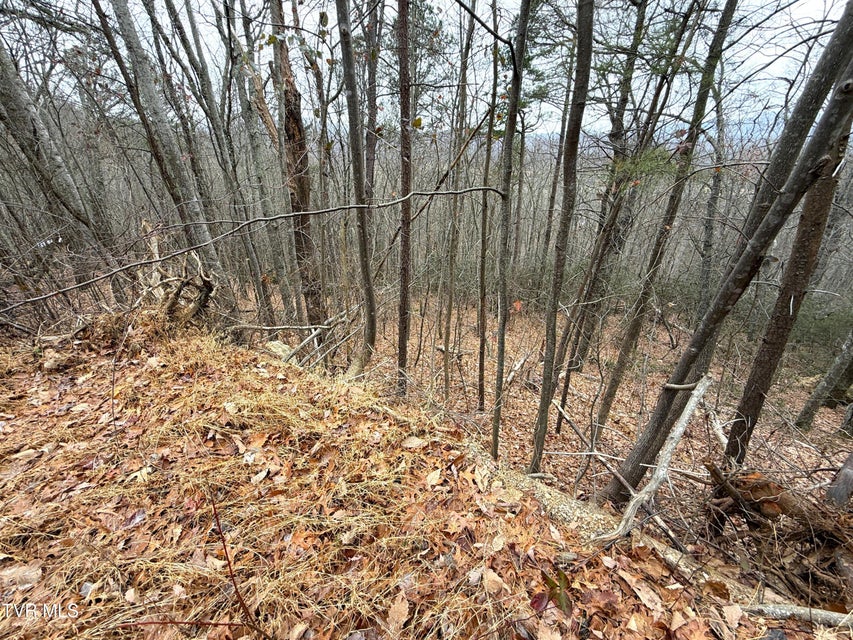 Photo #4: 1.01 Ac Green Forest Road