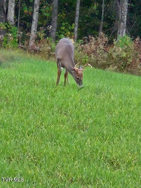 Photo #37: 1965 Carterton Road