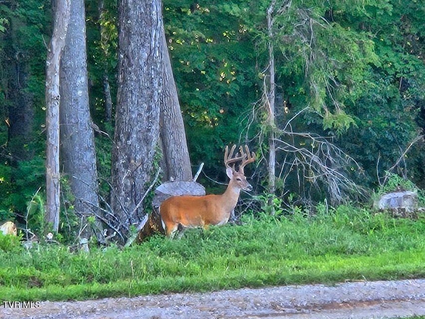 Photo #38: 1965 Carterton Road