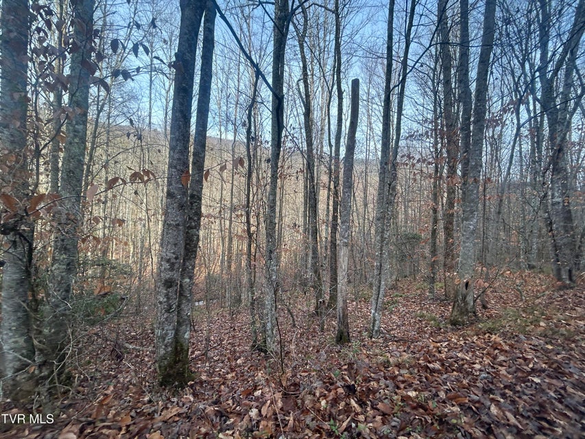 Photo #24: 0 Brair Fork Road