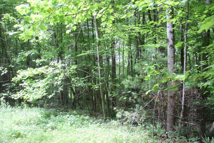 Photo #4: Tbd00 Mohawk Drive